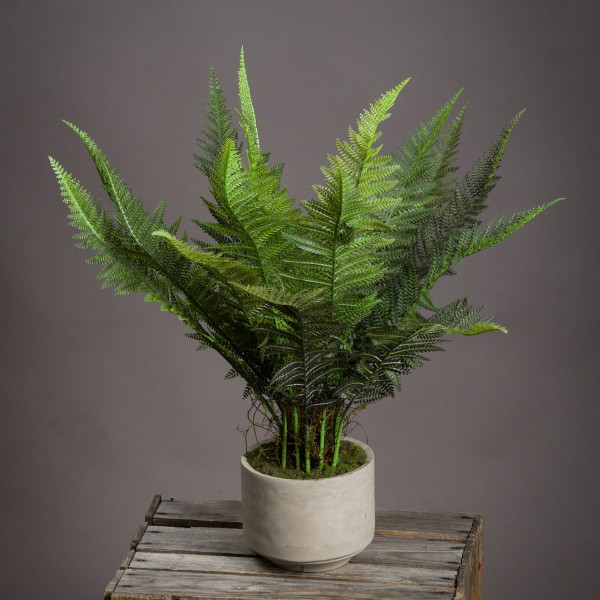 Stone Potted Boston Fern 